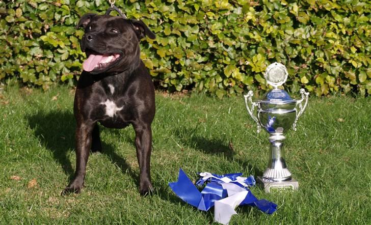 Staffordshire bull terrier WESTLUND FRIDA - open bull show-07 westlunds frida BIM og onkel louie BIR(he he som alle tid to westlunds hund på bir og bim) billede 1