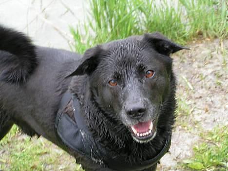 Blanding af racer Tarzan - Skal jeg ikke tage en dukkert mere? billede 20