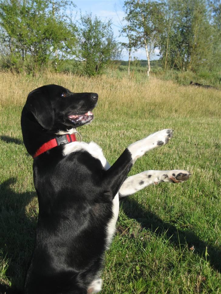 Blanding af racer Simba  <3 - Han kan stå på to ben. :D billede 20