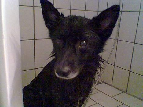 Blanding af racer Sully  *R.I.P.* - Han hader at være i bad ;o) billede 16