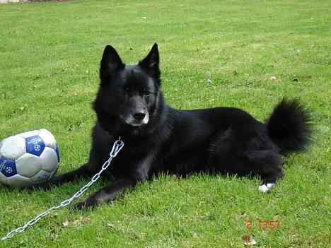 Blanding af racer Sully  *R.I.P.* - Sully billede 17