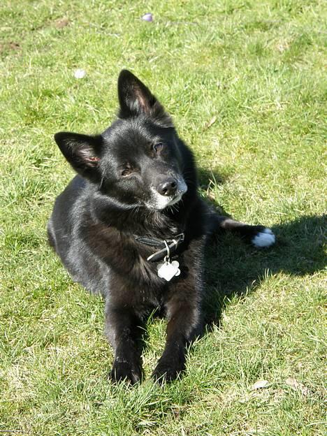 Blanding af racer Sully  *R.I.P.* - "Er jeg ikke bare sød?" billede 18