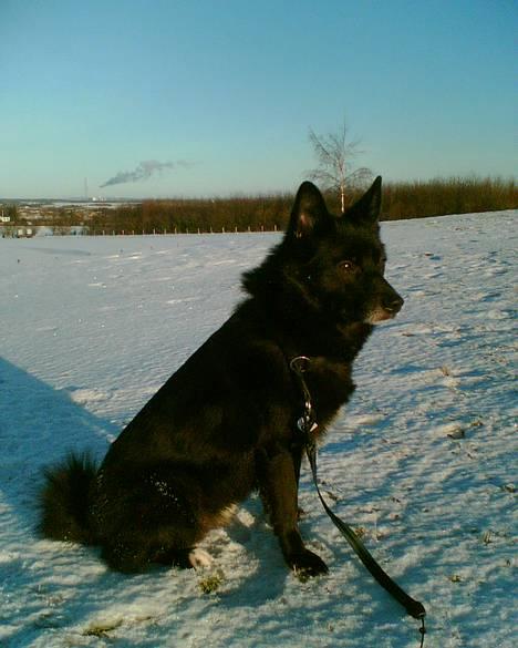 Blanding af racer Sully  *R.I.P.* - Han elsker sne billede 19