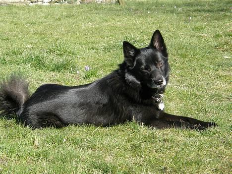 Blanding af racer Sully  *R.I.P.* - Ligger og nyder solen billede 20