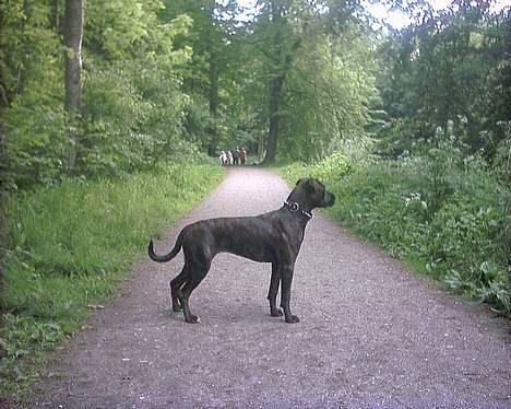 Amerikansk staffordshire terrier Jackie Brown R.I.P - hvem der......? billede 5