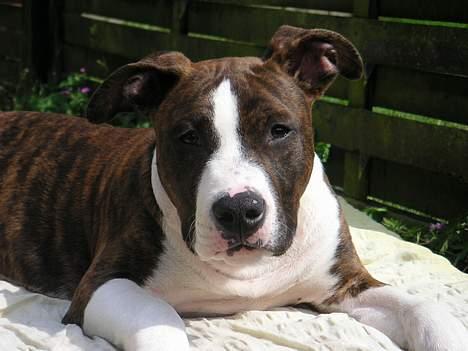 Amerikansk staffordshire terrier Cæsar billede 10