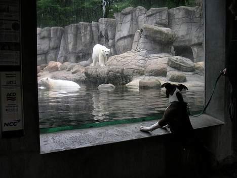 Amerikansk staffordshire terrier Cæsar - hvad er det for en sjov en mor??? billede 11