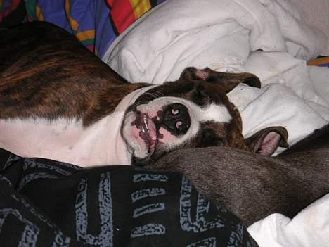 Amerikansk staffordshire terrier Cæsar - Snooooorrrrkkkk.... billede 12