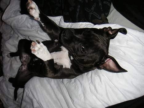 Amerikansk staffordshire terrier Brava billede 18