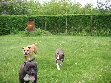 Amerikansk staffordshire terrier Brava billede 19