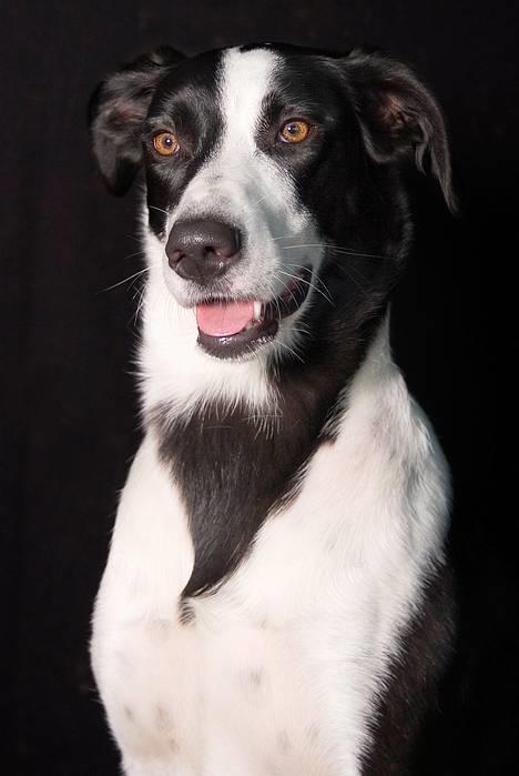 Blanding af racer Bella R.I.P. - Velkommen til min profil.....   Tosafoto billede 1