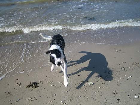 Blanding af racer Bella R.I.P. - Dejlig svømmetur :-) billede 2