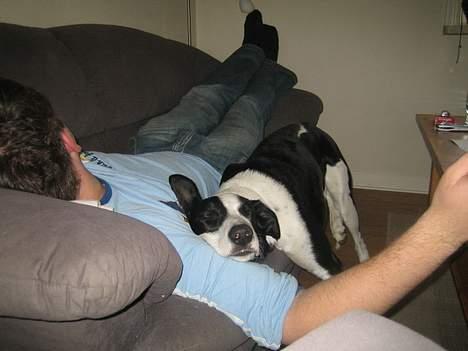 Blanding af racer Bella R.I.P. - Uhm... Min ven er så dejlig blød... Vi er gode hyggekammerater!! billede 3