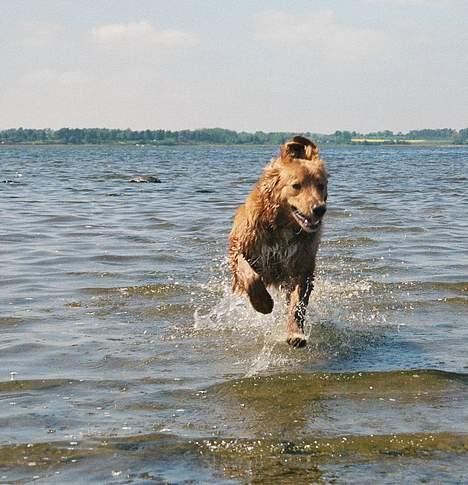 Hovawart Charlie billede 2