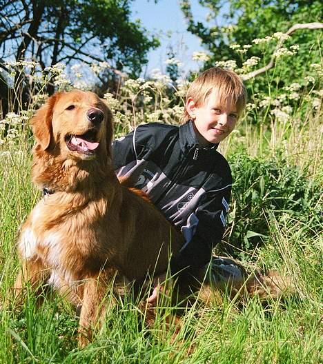 Hovawart Charlie billede 3