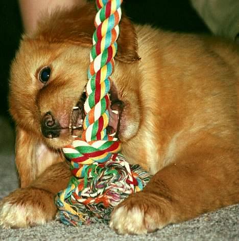 Hovawart Charlie billede 5