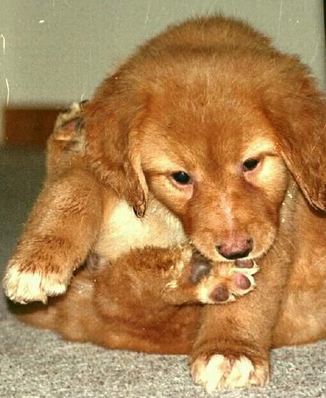 Hovawart Charlie billede 6