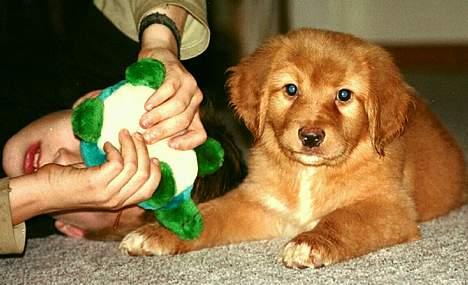 Hovawart Charlie billede 7