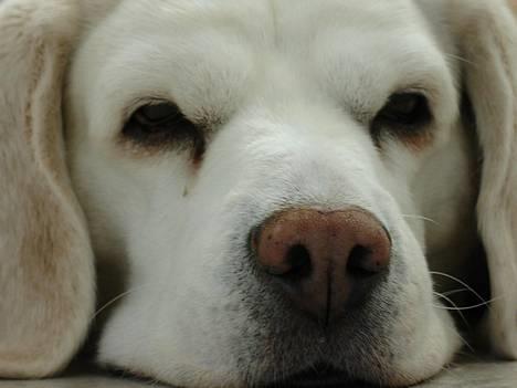 Beagle plet - er altid klar til en lille lur nu og her billede 1