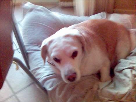 Beagle plet - er lige vågen. billede 2