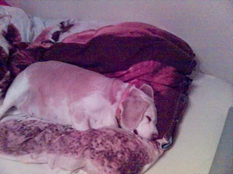 Beagle plet - gå med dig, jeg sover. billede 3