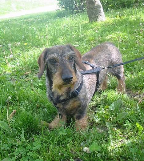 Gravhund Mingo >R.I.P< - Er jeg ikke smuuuk ? (Foto: Lena E.) billede 3