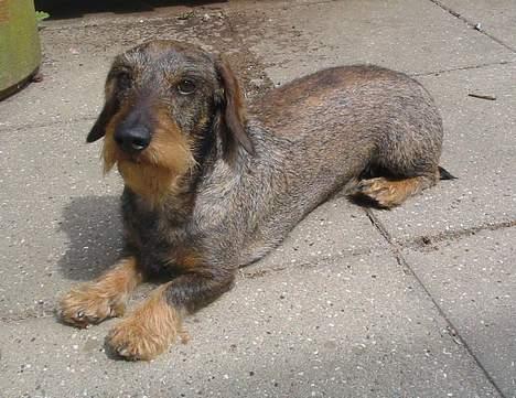 Gravhund Mingo >R.I.P< - Ligger lige og soler mig.. (Foto: Lena E.) billede 4