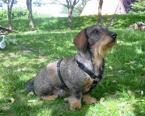 Gravhund Mingo >R.I.P< - Jeg er konge her ! (Foto: Lena E.) billede 6