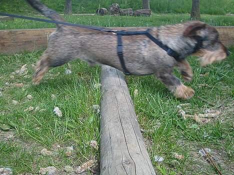 Gravhund Mingo >R.I.P< - Juhuuuu, elsker at springe .. :) (Foto: Lena E.) billede 7