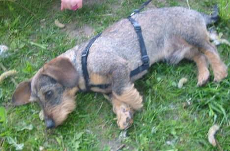 Gravhund Mingo >R.I.P< - Det blev alligevel ret hårdt .. Puuhaaa, så er det godt man kan tage en lur (Foto: Lena E.) billede 8