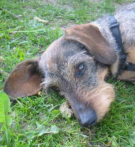 Gravhund Mingo >R.I.P< - Se liiiige mig.. <3 (Foto: Lena E.) billede 9