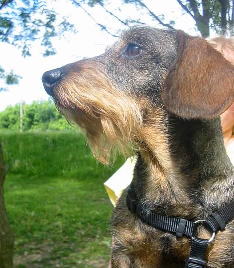 Gravhund Mingo >R.I.P< - (Foto: Lena E.) billede 10