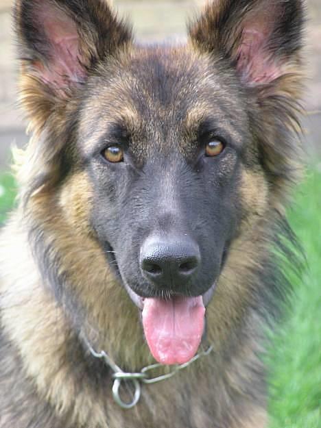 Schæferhund Micha billede 17