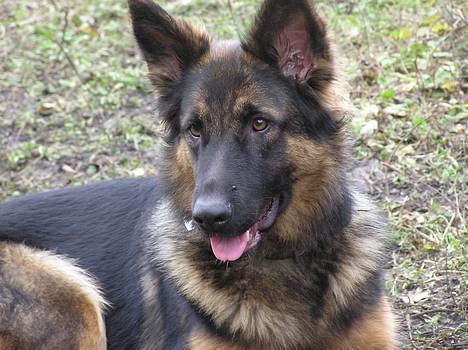 Schæferhund Micha - NYT billede 18