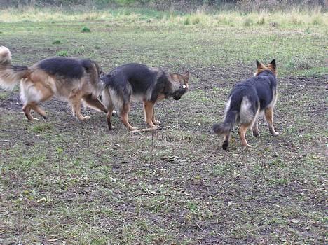 Schæferhund Micha -   NYT...også i hundeskoven billede 19