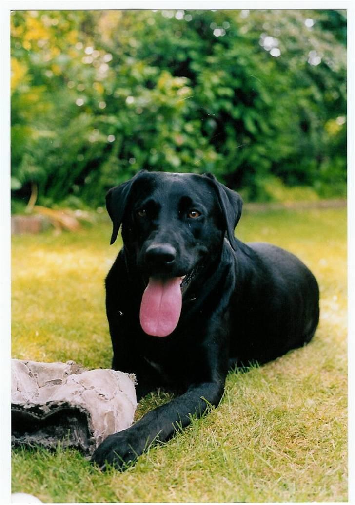 Blanding af racer Zenta - Star hunden.. billede 9