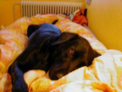 Blanding af racer Zenta - Zenta fedter for at få lov til at blive i MIN seng billede 10