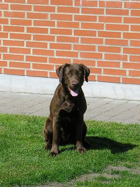 Labrador retriever Freja billede 1
