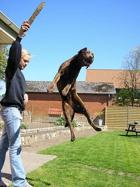 Labrador retriever Freja billede 2