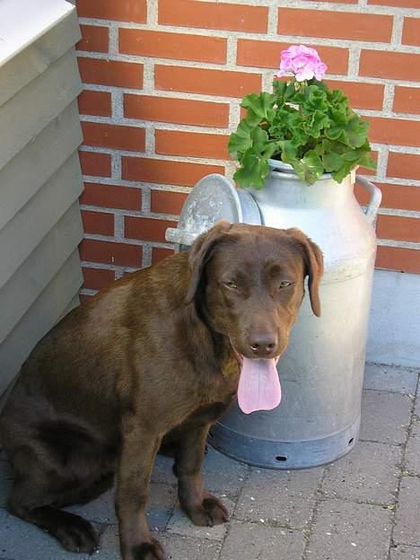 Labrador retriever Freja billede 3