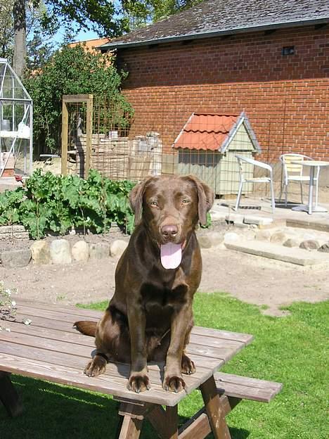Labrador retriever Freja billede 4