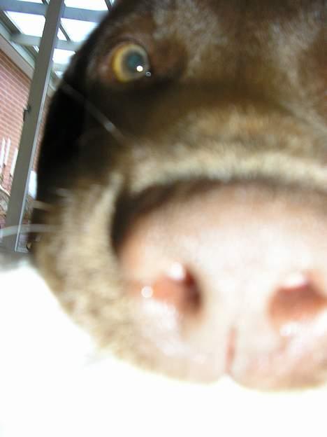 Labrador retriever Freja billede 5