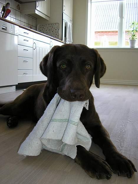 Labrador retriever Freja billede 6