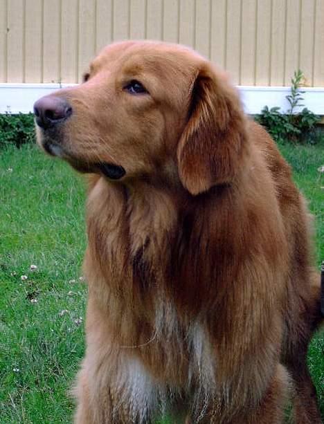 Hovawart Charlie billede 8