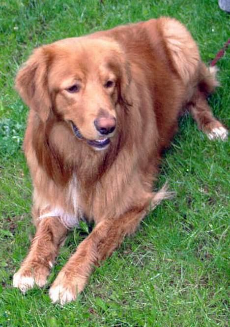 Hovawart Charlie billede 9