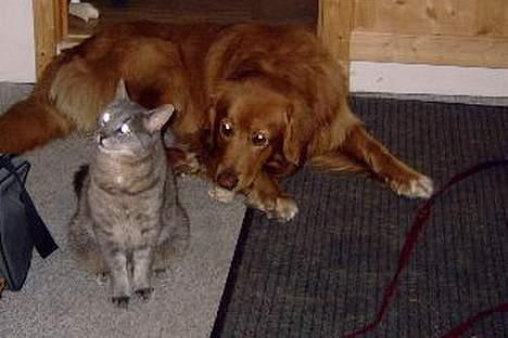 Hovawart Charlie billede 11