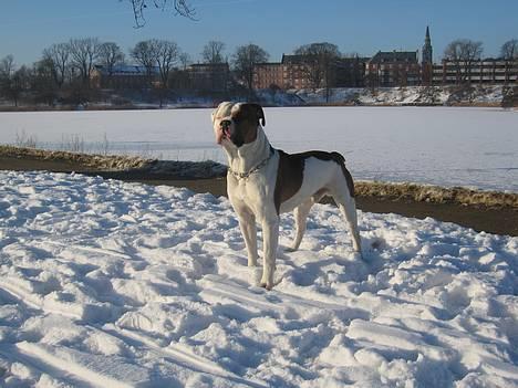 Amerikansk bulldog Kettner´s Batman (Nico) billede 18