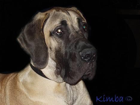 Grand danois Grand de Feld´s Kimba billede 1