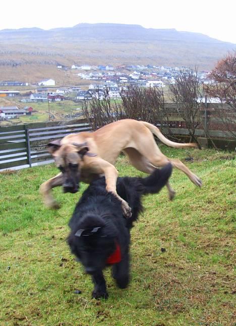 Grand danois Grand de Feld´s Kimba - WWEEEYYYYYY...........   :o) billede 2