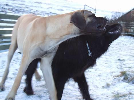 Grand danois Grand de Feld´s Kimba billede 3